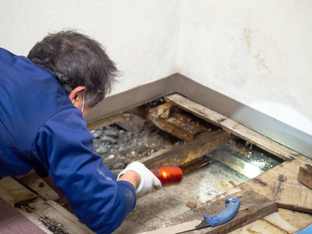 Best Attic Mold Removal  in Dobbs Ferry, NY