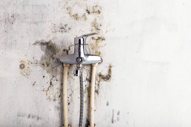 Best Mold Testing  in Dobbs Ferry, NY
