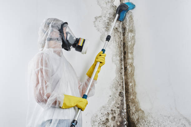 Best Mold Remediation  in Dobbs Ferry, NY