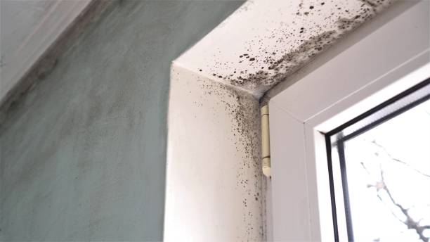 Best Mold Removal and Inspection  in Dobbs Ferry, NY