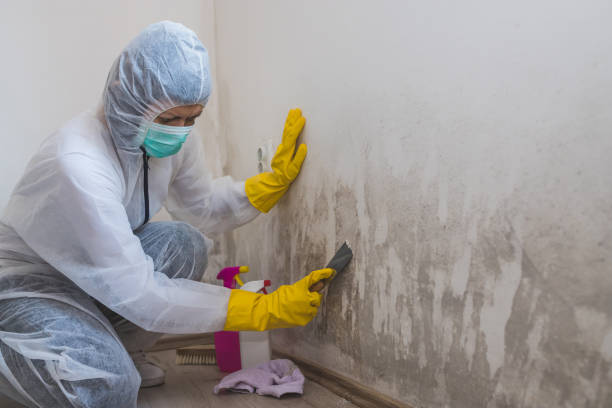 Best Mold Remediation Experts  in Dobbs Ferry, NY