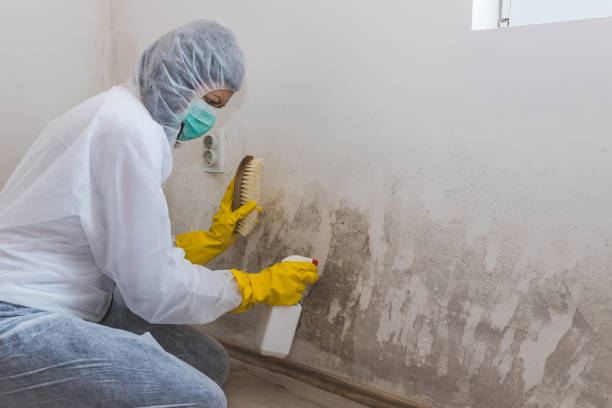 Best Office Mold Removal Services  in Dobbs Ferry, NY