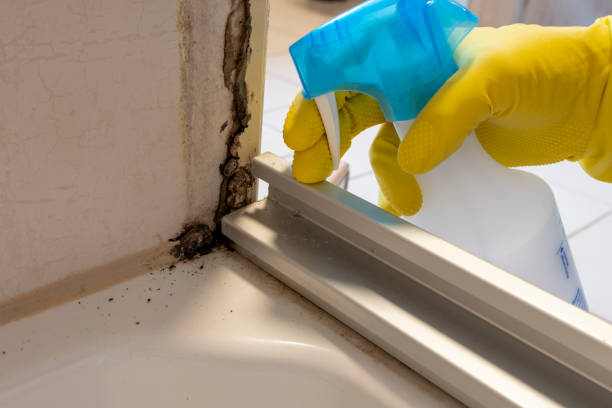 Best Mold Removal Company Near Me  in Dobbs Ferry, NY