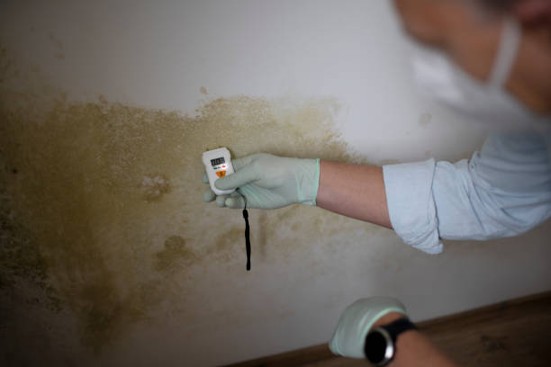 Best Home Mold Removal  in Dobbs Ferry, NY