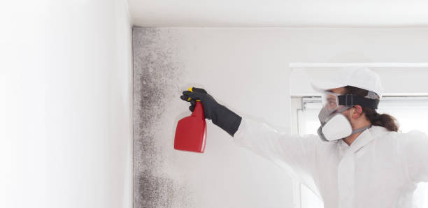 Best Mold Removal Company Near Me  in Dobbs Ferry, NY