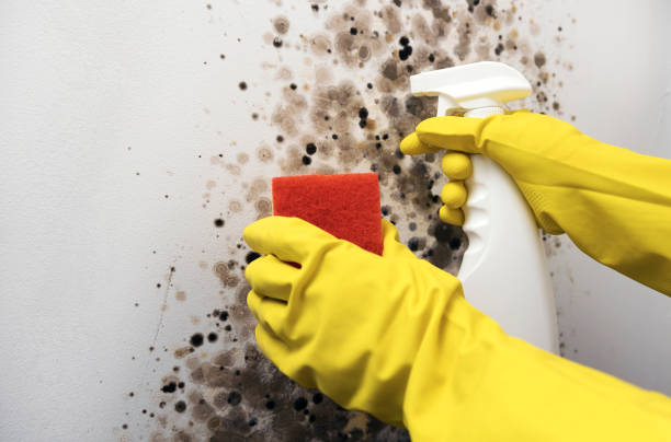 Best Emergency Mold Removal  in Dobbs Ferry, NY