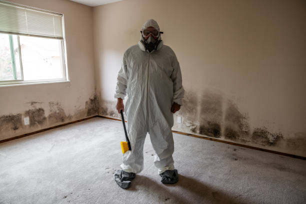 Best Toxic Mold Removal  in Dobbs Ferry, NY