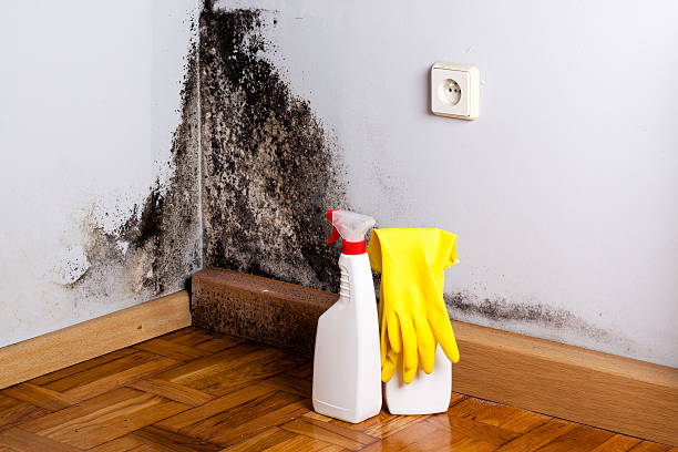 Best Crawl Space Mold Removal  in Dobbs Ferry, NY