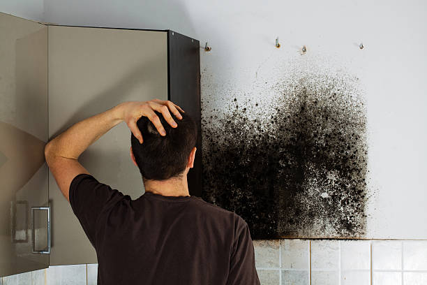 Best Mold Removal Company Near Me  in Dobbs Ferry, NY