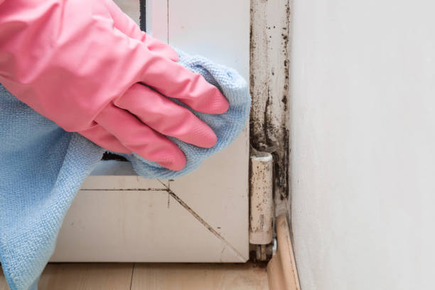 Best Local Mold Removal Service  in Dobbs Ferry, NY