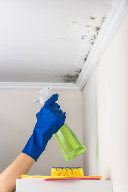 Best Professional Mold Removal  in Dobbs Ferry, NY